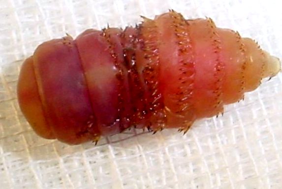 Larva Gadfly (Magendassel)
