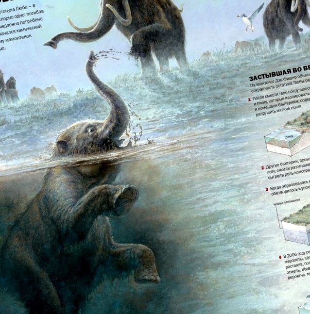 Teoria morții unui mamut găsită în permafrost