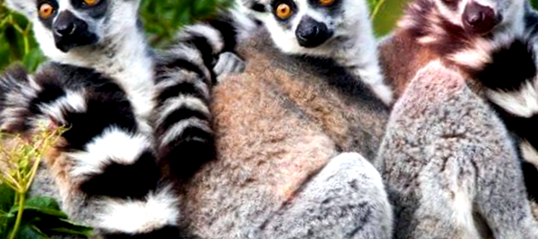 Animale din insula Madagascar