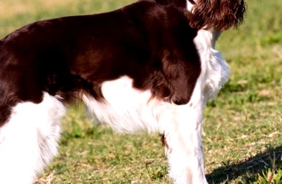 Rasa câinelui Welsh Springer Spaniel