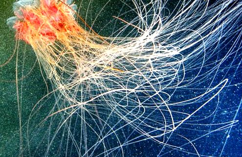 Cyanea păroasă - meduze otrăvitoare mari