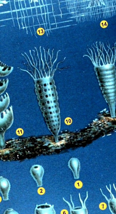 Ciclul de viață al meduzelor