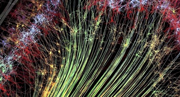 Zona creierului cu rețeaua sa, care este responsabilă pentru mișcare și partea vizuală